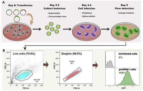 Generation Of Aml Cells Stably Expressing Gfp A The Diagram