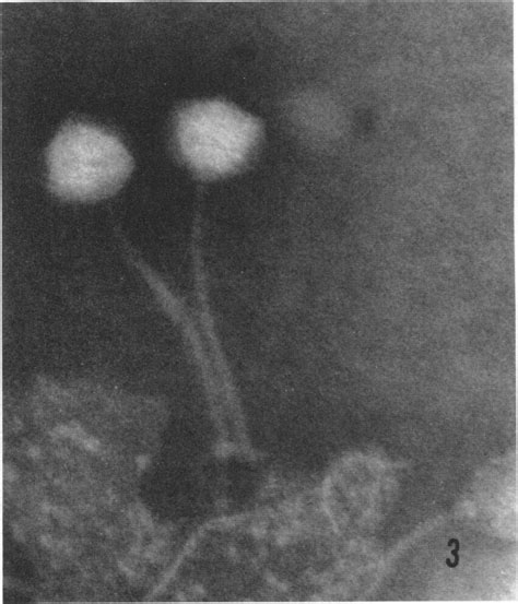 Bacteriophagesfrom Iysates Of C Botulinum Type A Proteolytic And