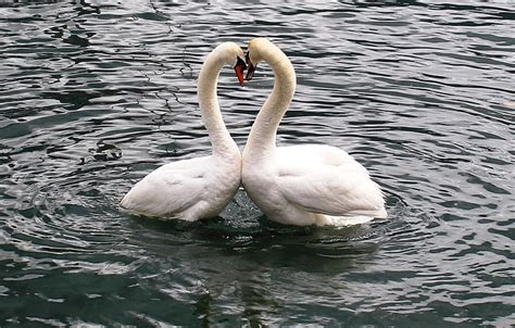 Free photo: swans, swan pair, heart, love, lake, lago maggiore, locarno ...