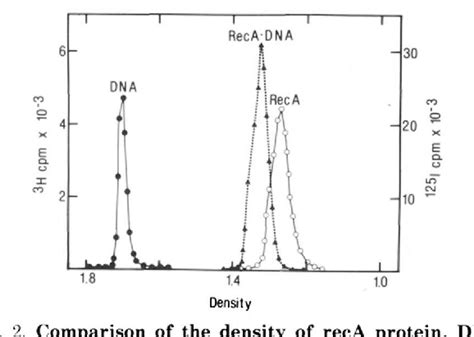 Figure 2 From The Structure Of RecA Protein DNA Filaments 2 RecA