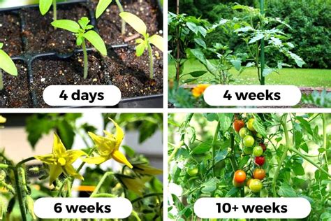 Tomato Growing Stages