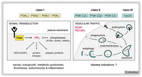 Shown Are The Different Classes And Isoforms Of PI3K Their Generic