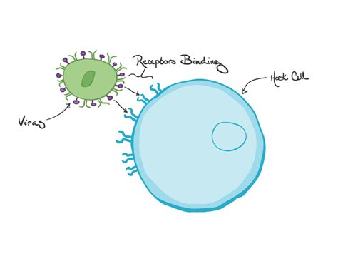 What is phagocytosis?