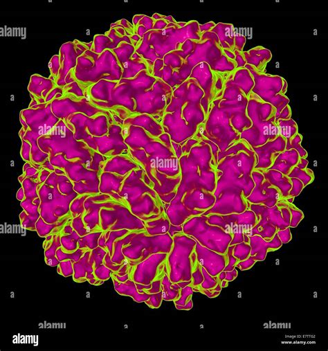 Saccharomyces Cerevisiae Immagini E Fotografie Stock Ad Alta