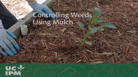 Does Mulching Grass Kill Weeds At Regina Knight Blog