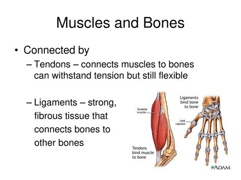 Body Systems Ppt Download