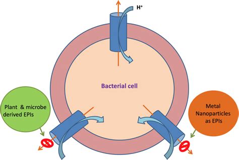 A Schematic Representation Of Possible Approaches To Develop Efflux Download Scientific Diagram