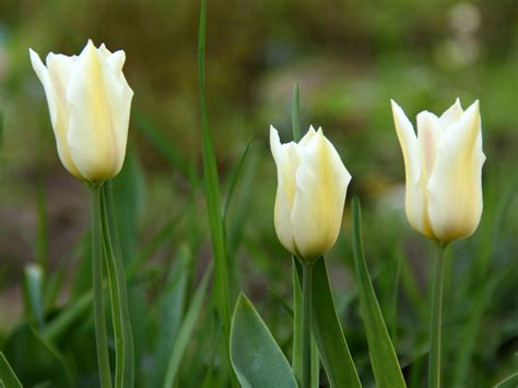 Tulpen Hintergrundbild Kostenlos