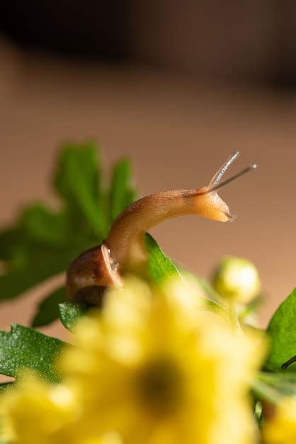 Caracol Hermoso Caracol Caminando Sobre Flores Amarillas Con Hojas