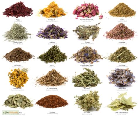 Продам лекарственные травы, купити лекарственные травы — Agro-Ukraine