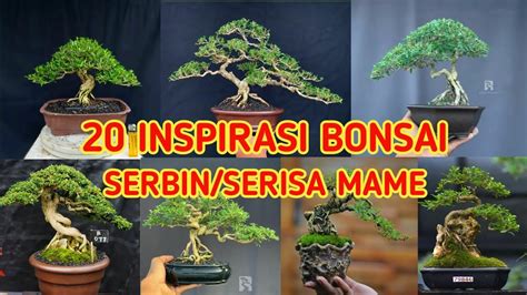 Inspirasi Bonsai Serbin Serisa Mame Youtube