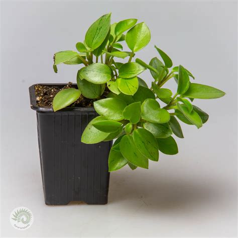 Peperomia Orba Pixie Lime Variegata Florariumplants