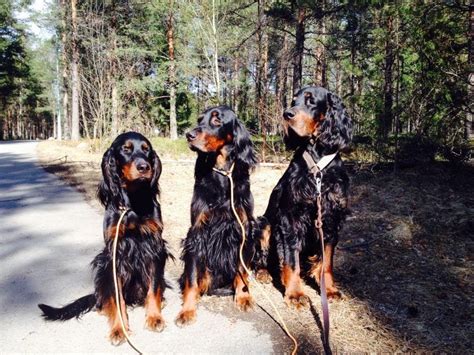 Scotch Setter / Gordon Setter / Гордон Сеттер / Шотландский Сеттер ...