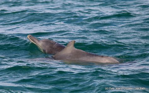 Indian Ocean Humpback Dolphin - Dyer Island Cruises