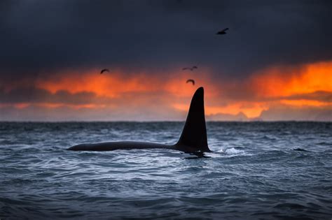 Orcas Norway George Karbus Photography