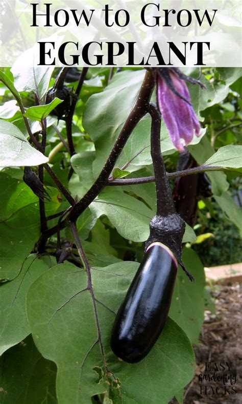 How To Grow Eggplant Easy Gardening Hacks™