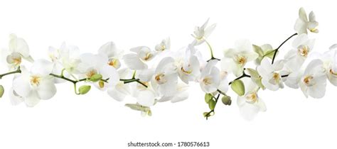 10 213 Many White Orchid Flowers Images Stock Photos 3D Objects