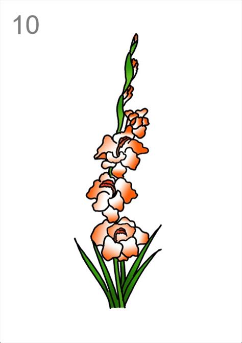 Gladiolus Flower Line Drawing Best Flower Site