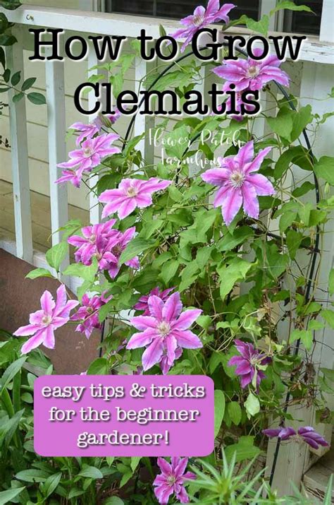 How To Grow Clematis Successfully Flower Patch Farmhouse