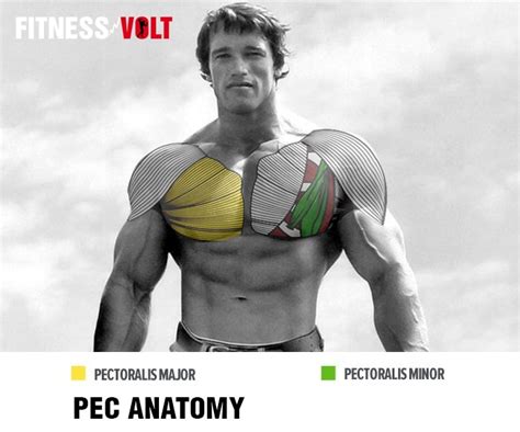 13 Unique Bench Press Variations For Massive Pecs Fitness Volt