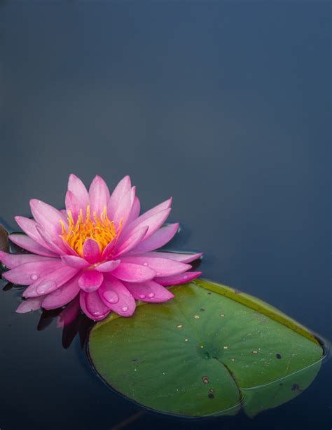 Pink Lotus Wallpapers - Wallpaper Cave