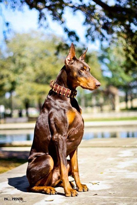 40 Red Doberman Pinscher ideas | doberman pinscher, doberman, pinscher