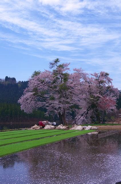 津南 中子の桜 初心者の写真