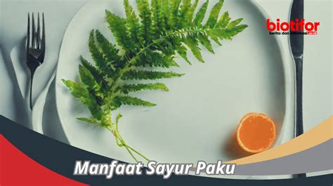Manfaat Sayur Paku Pakis Untuk Kesehatan Dan Kecantikan