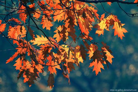 magical autumn by Iulian-dA-gallery on DeviantArt