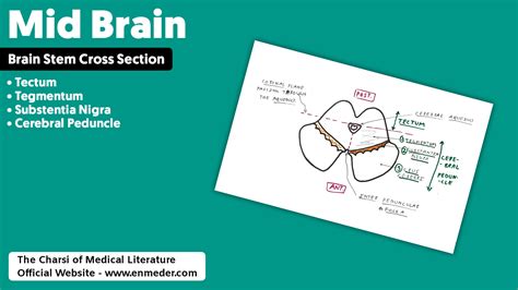 Cranial Nerve Tcml The Charsi Of Medical Literature