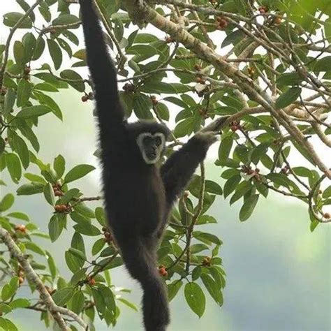 中国两种生物已野外灭绝物种长臂猿科学