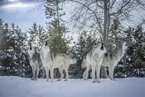 Gray Wolves Howling Grey Wolf Wolfpack Winter Snow Sony A1 ILCE 1 Fine