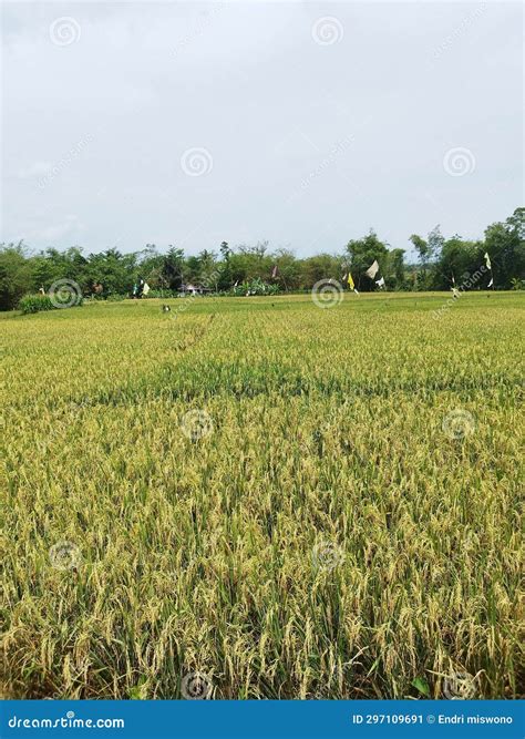 A Stretch of Yellowing Rice that Will Soon Be Harvested with Trees Stock Image - Image of rice ...