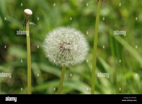 Taproot Plant Hi Res Stock Photography And Images Alamy