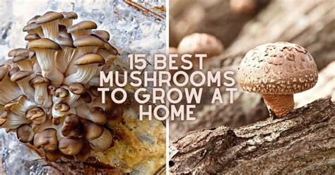 Best Mushrooms To Grow At Home Mushroom Appreciation