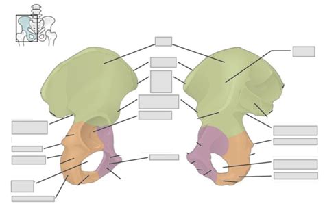 Diagram Of Coxal Bone Quizlet