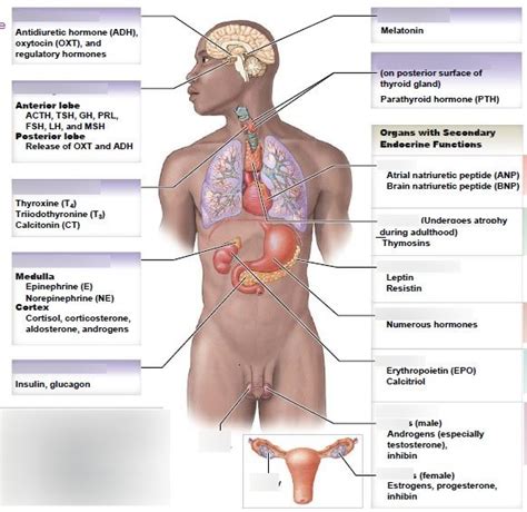 Unit 8 Endocrine System Diagram Quizlet