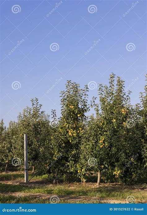 Ripe Harvest Of Apples Hanging On Trees Orchard Stock Photo Image Of