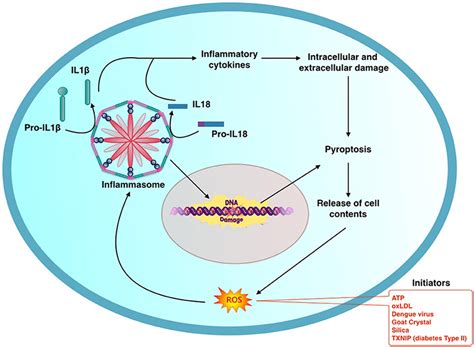 General schema describing the process of activation of inflammasome ...