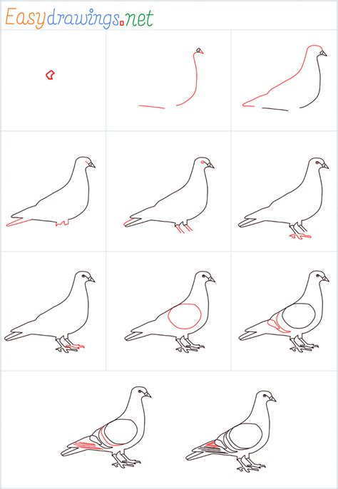 How To Draw A Pigeon Step By Step 11 Easy Phase