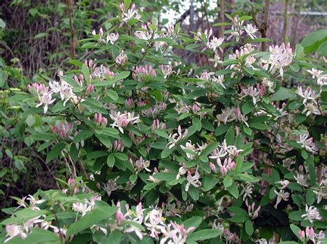 Bush Honeysuckle Plant