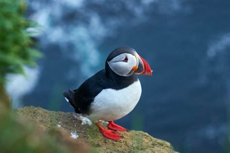 6 Unusual Animals you can find in Scotland - Sykes Holiday Cottages