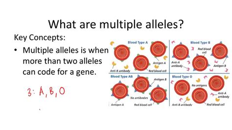 Complex Inheritance Patteerns Example 3 Video Biology Ck 12 Foundation