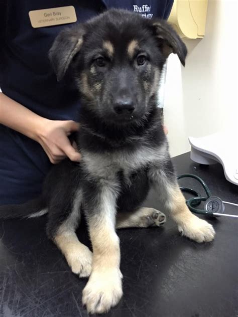 Husky Shepherd Cross Puppies Ormskirk Lancashire Pets4homes