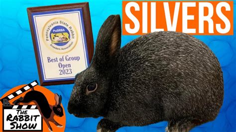 Silver Rabbit Breed By Joel Marshall Breeder Judge And ARBA District