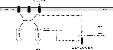 Schematic Mechanism Of How Dex Regulates Cardiac Glycogen Through AMPK