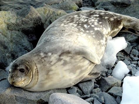 Ross Seal – "OCEAN TREASURES" Memorial Library