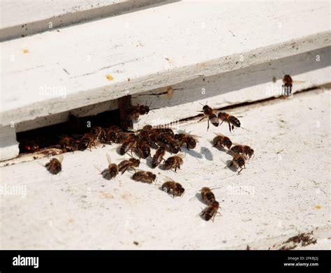 Honey Bee Hive Stock Photo - Alamy