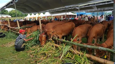 Jatim Dukung Inisiasi Kementan Program 1 000 Desa Sapi Republika Online