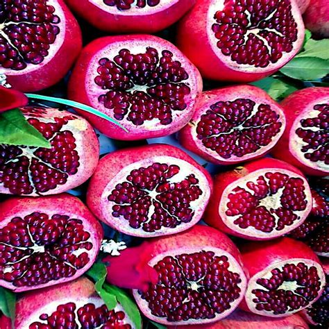 Dwarf Pomegranate Tree Seeds Punica Granatum Nana Garden Fruit